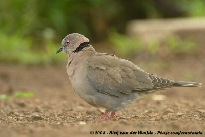 Treurtortel / African Mourning Dove