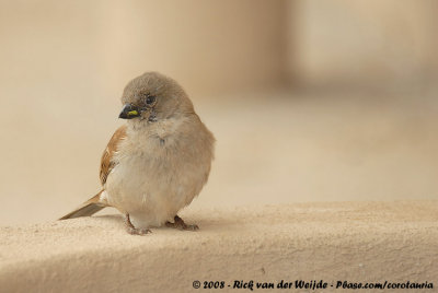 Zuidelijke Grijskopmus / Southern Grey-Headed Sparrow