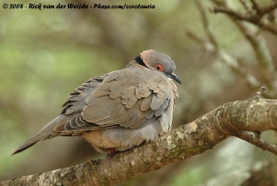 Treurtortel / African Mourning Dove
