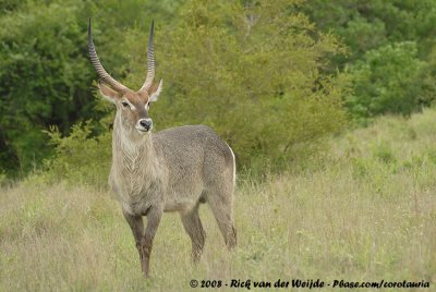 Gewone Waterbok / Common Waterbuck