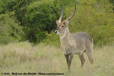 Gewone Waterbok / Common Waterbuck