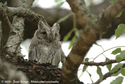 Afrikaanse Dwergooruil / African Scops-Owl