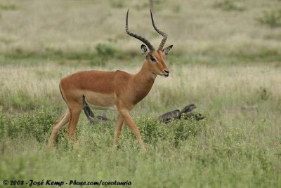 Impala / Impala