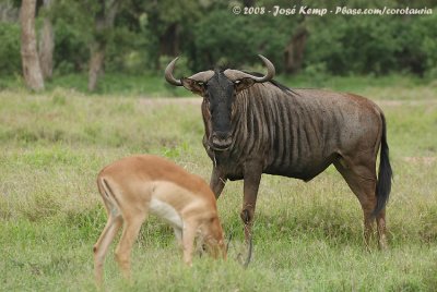 Blue WildebeestConnochaetes taurinus taurinus