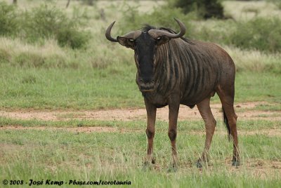 Blue WildebeestConnochaetes taurinus taurinus