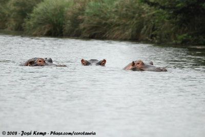Nijlpaard / Hippopotamus