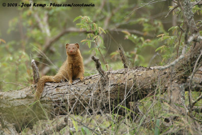 Slanke Mangoeste / Slender Mongoose