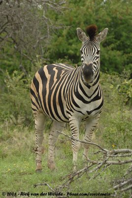 Burchell's ZebraEquus quagga burchellii