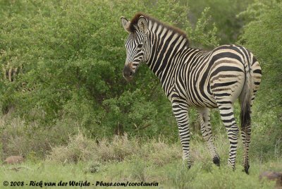 Burchell's ZebraEquus quagga burchellii