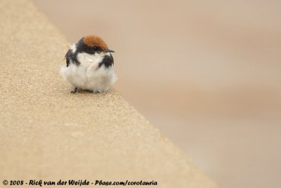Roodkruinzwaluw / Wire-Tailed Swallow