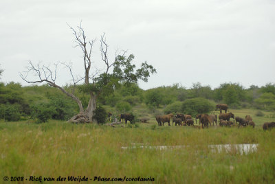 Afrikaanse Olifant / African Elephant