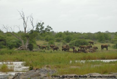 Afrikaanse Olifant / African Elephant