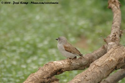 Zuidelijke Grijskopmus / Southern Grey-Headed Sparrow
