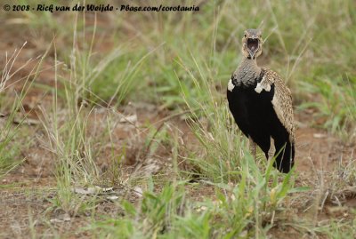 Zuid-Afrikaanse Kuiftrap / Red-Crested Korhaan
