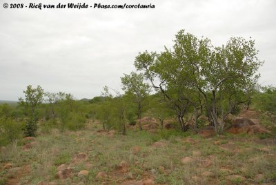 Kruger's Bushland
