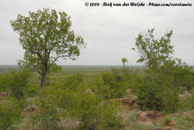 Kruger's Bushland