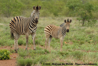 Chapman's ZebraEquus quagga chapmani