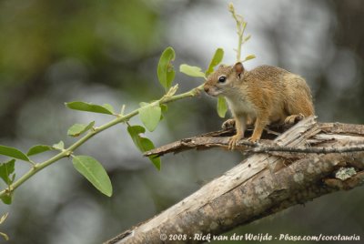 Afrikaanse Boomeekhoorn / Tree Squirrel