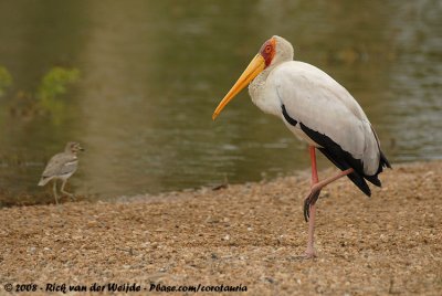 Afrikaanse Nimmerzat / Yellow-Billed Stork