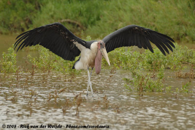 Afrikaanse Maraboe / Marabou Stork