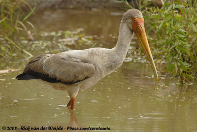 Afrikaanse Nimmerzat / Yellow-Billed Stork
