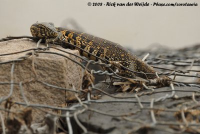 Nijlvaraan / Water Monitor