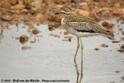 Watergriel / Water Thick-Knee