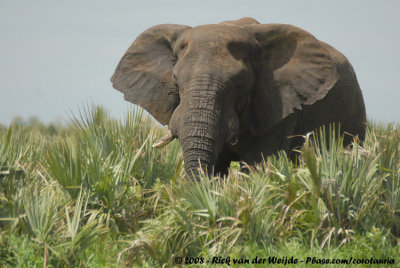 Afrikaanse Olifant / African Elephant
