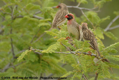 Roodbekwever / Red-Billed Quelea