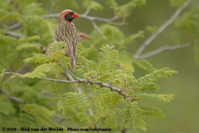 Red-Billed Quelea  (Roodbekwever)