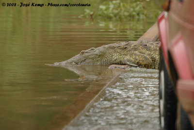 Nijlkrokodil / Nile Crocodile