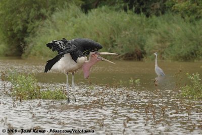 Afrikaanse Maraboe / Marabou Stork
