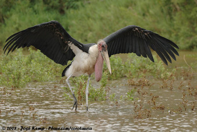 Marabou Stork  (Afrikaanse Maraboe)