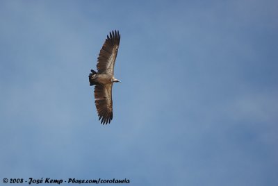 Witruggier / African White-backed Vulture