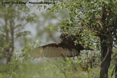 Bruine Slangenarend / Brown Snake-Eagle