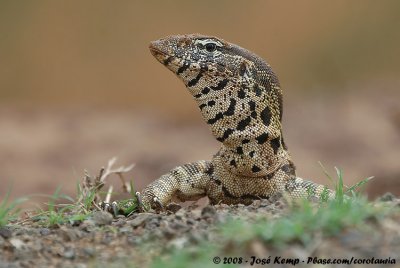 Reptiles and Amphibians of South Africa