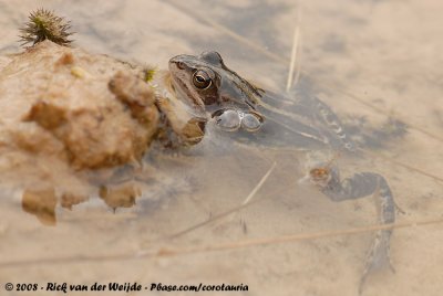 Moor Frog  (Heikikker)