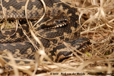 Adder / Common Viper