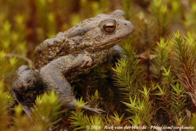 Common ToadBufo bufo