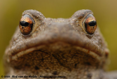 Common Toad  (Gewone Pad)