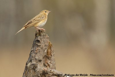 Tree PipitAnthus trivialis trivialis