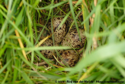 Common RedshankTringa totanus totanus