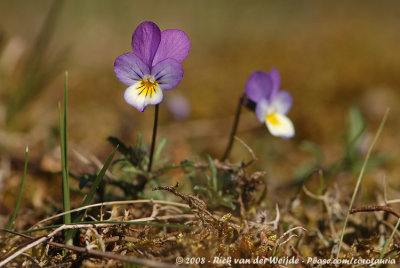 Duinviooltje / Seaside Pansy