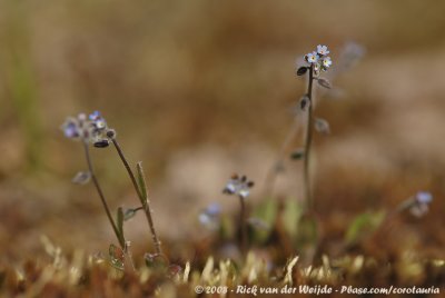 Ruw Vergeet-Mij-Nietje / Early Forget-Me-Not