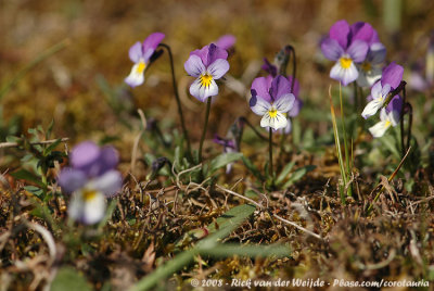 Duinviooltje / Seaside Pansy