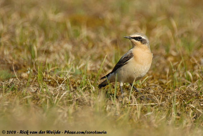 Northern WheatearOenanthe oenanthe oenanthe