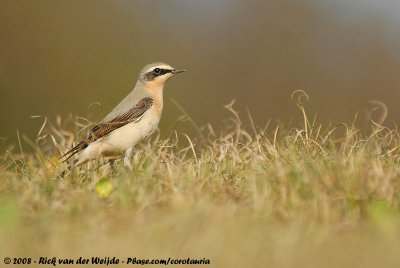 Northern WheatearOenanthe oenanthe oenanthe