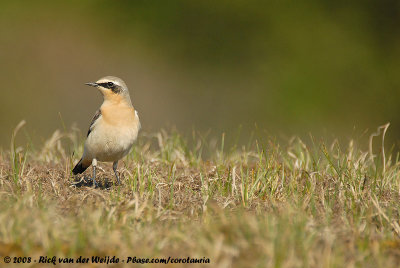 Northern WheatearOenanthe oenanthe oenanthe