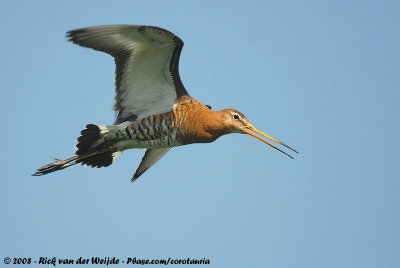 Black-Tailed GodwitLimosa limosa limosa