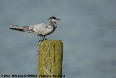 Zwarte Stern / Black Tern